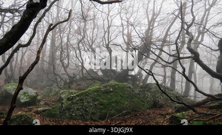 Un paysage forestier d'automne spectaculaire et sinistre dans les Apennins italiens, avec des hêtres noueux et sans feuilles aux branches tordues. Banque D'Images