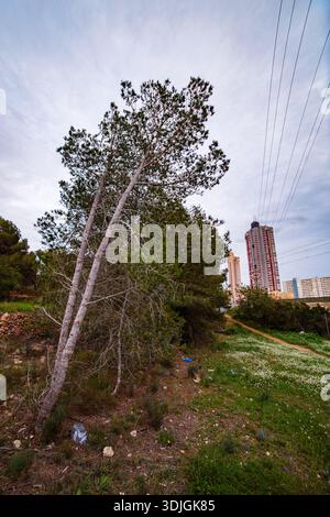 Une composition verticale se concentrant sur un pin penché au premier plan, avec l'horizon de Benidorm et les lignes électriques visibles en arrière-plan. Banque D'Images