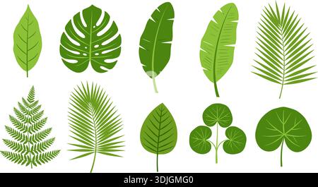 Collection de feuilles tropicales, ensemble vectoriel plat d'illustrations botaniques Monstera, Palm et Fern Illustration de Vecteur