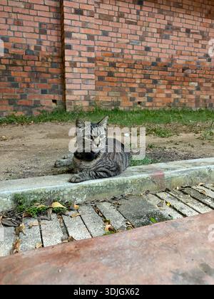 Un chat tabby rayé portant un collier sombre repose sur une bordure de béton devant un mur de briques rouges altérées et une pièce herbeuse Banque D'Images