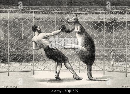 Le boxeur kangourou a fait sensation au Nouveau Cirque des années 1890 au début des années 1900, à Paris. France. Ancienne illustration gravée du XIXe siècle de la nature 1893 Banque D'Images