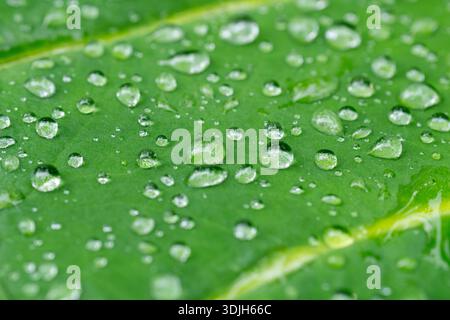 Un magnifique cliché macro de gouttelettes d'eau cristalline sur une feuille verte luxuriante, mettant en valeur des motifs naturels et de l'humidité après la pluie. Banque D'Images