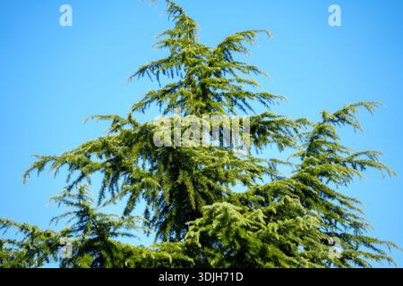 Un pin vert atteint vers le ciel bleu vif. Banque D'Images
