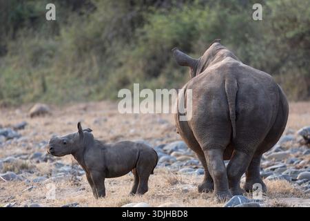 Rhinocéros blanc (Ceratotherium simum) avec veau, réserve privée Zimanga, KwaZulu-Natal, Afrique du Sud Banque D'Images