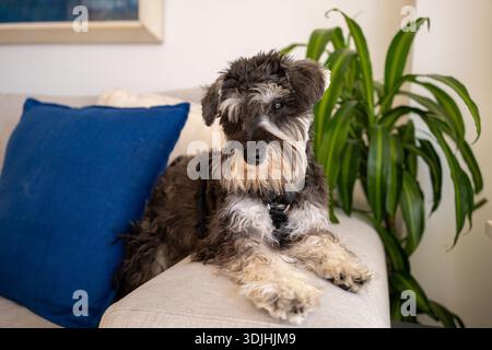 Chiot chien schnauzer mignon assis sur le canapé à la maison. Banque D'Images