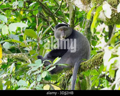 Singe bleu (Cercopithecus mitis) assis sur une branche d'arbre, forêt de Kakamega, Kenya, mars Banque D'Images
