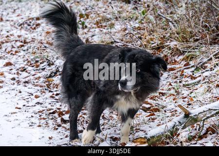 Un chien noir se tient alerte sur un sol forestier légèrement couvert de neige et de feuilles tombées. Banque D'Images