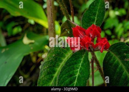 Grappe de fleurs rouges vibrantes fleurissant parmi les feuilles vertes dans une forêt tropicale Banque D'Images