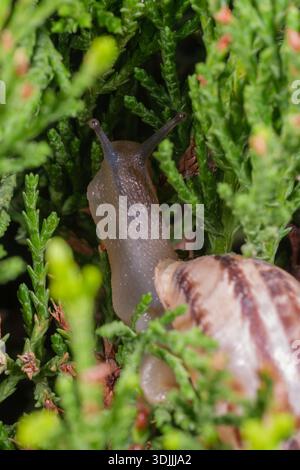 Macro gros plan de Chocolate-Band Snail (Eobania vermiculata) dans le jardin, le Caire, Egypte Banque D'Images