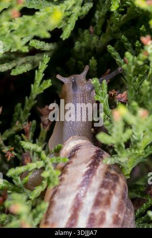 Macro gros plan de Chocolate-Band Snail (Eobania vermiculata) dans le jardin du Caire, Egypte Banque D'Images