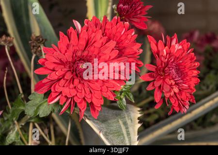 Fleurs rouges de chrysanthème de fleuriste (Dendranthema grandiflorum), Égypte Banque D'Images