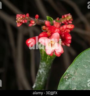 Fleurs rose-rouge de jatropha (Jatropha integerrima), le Caire, Égypte Banque D'Images