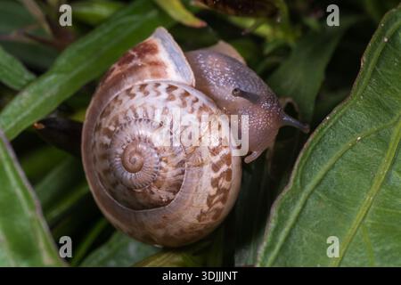 Escargot en bande de chocolat (Eobania vermiculata) sur feuille, le Caire, Egypte Banque D'Images