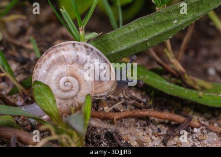 Escargot en bande de chocolat (Eobania vermiculata) sur terre, le Caire, Egypte Banque D'Images