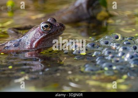 Une grenouille commune (Rana temporaria) gardant la grenouille fraye à la surface de l'eau d'un étang, Kildary, Ross-Shire, North East Highlands Banque D'Images