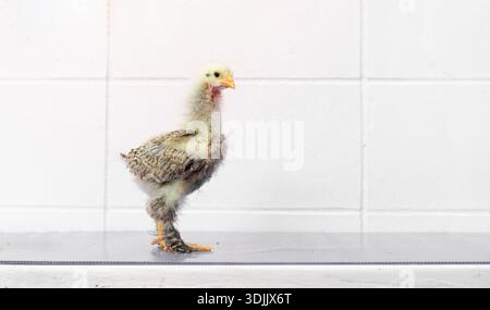 White Chick est debout sur la table gris violet dans la lumière extérieure. Banque D'Images