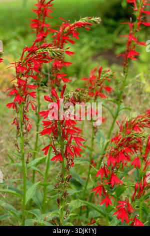 Lobelia cardinalis, fleur cardinale, herbacée vivace portant des fleurs rouge orange vif sur des épis. Aussi appelé sauge de tourbière et physique de porc Banque D'Images