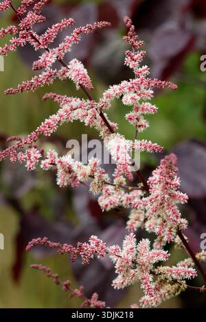 Shogun au chocolat Astilbe, vivaces avec feuillage couleur bronze chocolat portant des prunes plumeuses de fleurs rose pâle en été. Hybride thunbergii Banque D'Images