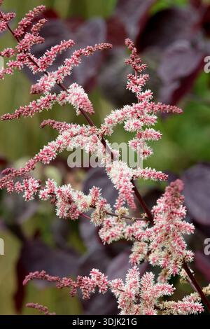 Shogun au chocolat Astilbe, vivaces avec feuillage couleur bronze chocolat portant des prunes plumeuses de fleurs rose pâle en été. Hybride thunbergii Banque D'Images