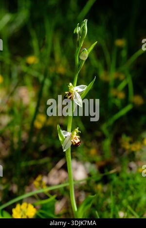 Orchidée d'abeille, Ophrys apifera, sur une prairie près de Boljun. Végétation verte floue et lumière du soleil au loin. Banque D'Images