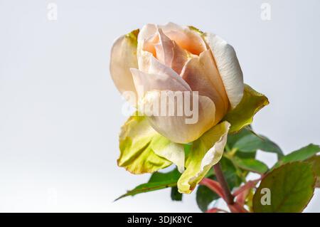 Une seule rose de couleur pêche montre des signes de flétrissement, avec des pétales délicats et des feuilles vertes sur un fond blanc Uni Banque D'Images
