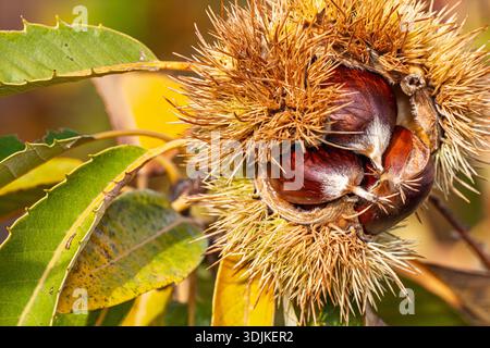 Gros plan de châtaignes matures sur l'arbre en automne, à l'intérieur de sa balle épaisse. Tourné à Aracena, Huelva, Andalousie, Espagne. Banque D'Images