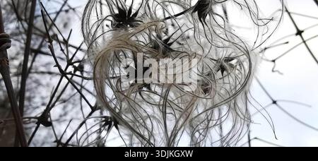 Gros plan des graines de filigrane et des branches de clématite dans la nature hivernale, parc naturel Frankenwald, Allemagne Banque D'Images