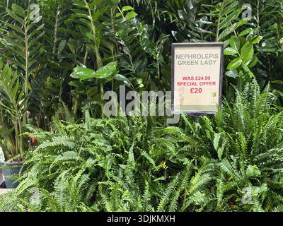 Nephrolepis « Green Lady » Boston fougères et Zamioculcas zamiifolia plantes en vente dans un centre de jardinage. Banque D'Images