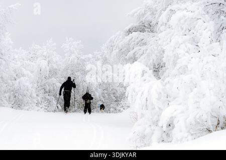 Ski dans la forêt d'hiver norvégienne à Gaustablikk (Tinn, Telemark), Norvège en janvier. Banque D'Images