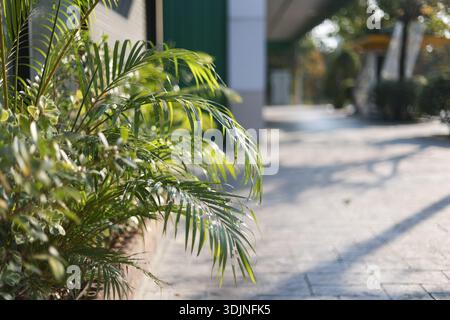Gros plan sur le feuillage vert de la plante de palmier dans le pot à l'extérieur. calme, scène sereine avec la lumière naturelle du soleil créant un fond flou sur la rue de la ville avec copie spa Banque D'Images