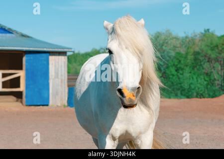 Poney blanc avec les oreilles à plat contre sa tête debout près d'une écurie en bois à l'extérieur, vue de face. Shetland poney avec une longue crinière balayée sur le côté est lookin Banque D'Images