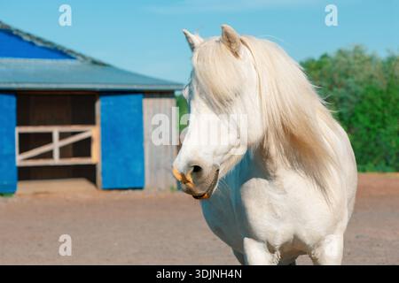 Poney blanc Shetland avec son long forelock est debout devant une écurie en bois dans la campagne Banque D'Images