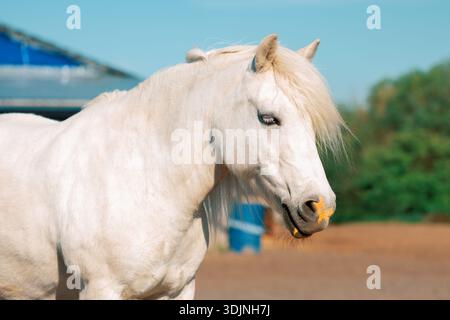 Poney blanc debout à côté d'une écurie en plein air, portrait en gros plan Banque D'Images