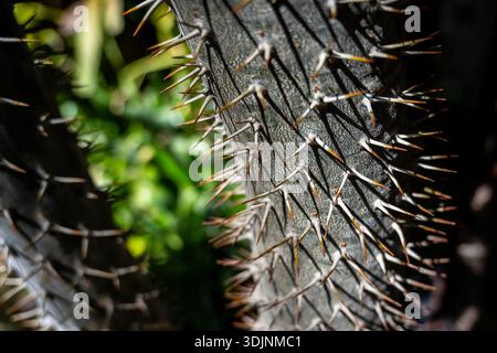 Structure détaillée de la plante, photo intime de la texture du tronc d'arbre épine, image ciblée mettant en valeur les détails extérieurs de la plante robustes et épaisses Banque D'Images