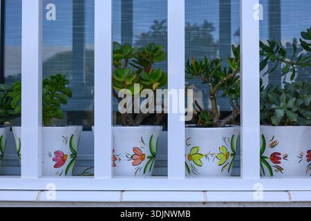 Plantes succulentes dans des pots peints derrière des barres blanches — détail de balcon décoratif avec reflets Banque D'Images
