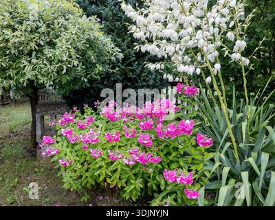 Une belle scène de jardin avec des fleurs de Phlox roses vibrantes, une plante de Yucca blanche en fleurs et divers arbres ornementaux verts Banque D'Images