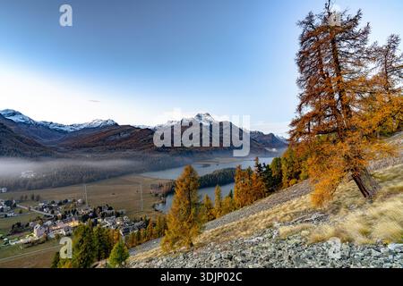 Vue aérienne d'arbres d'automne dorés accrochés à la colline surplombant une vallée brumeuse et des sommets enneigés lointains, Sils Engadin, Suisse. Banque D'Images