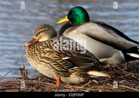 Canard colvert mâle et femelle (Anas platyrhynchos) reposant ensemble sur des roseaux secs et des bâtons près de l'eau le jour d'hiver Banque D'Images