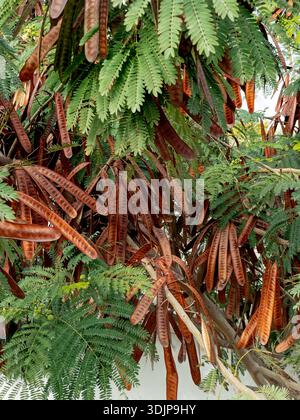 Tamarin de rivière, ou Leucaena leucocephala feuilles et gousses sur un arbre. Banque D'Images