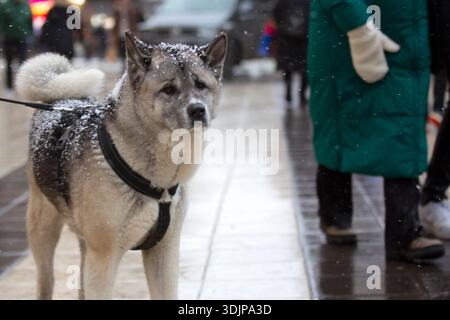 Usage éditorial exclusif. Un chien Akita portant un harnais se tient sur un trottoir de la ville tandis que les piétons passent devant en arrière-plan pendant l'hiver. Banque D'Images
