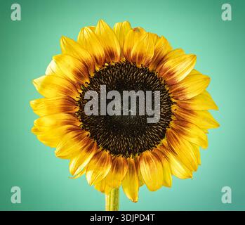 Tournesol multicolore éclatant sur un fond de couleur sarcelle. Banque D'Images