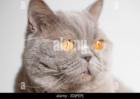 Gros plan portrait d'un chat droit écossais gris avec de grands yeux orange Banque D'Images