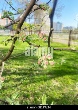 Branche de pommier présente des fleurs roses et des feuilles vertes dans un parc ensoleillé, avec des bâtiments flous et une clôture en arrière-plan sous un ciel bleu clair Banque D'Images