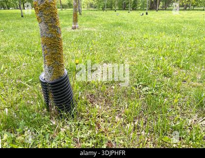 Collier de protection en plastique encercle un tronc d'arbre dans un parc herbeux, entouré d'herbe verte et de diverses petites plantes en arrière-plan Banque D'Images