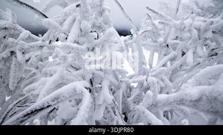 Branches d'arbres gelées couvertes de neige abondante. Vue rapprochée des branches d'arbres complètement recouvertes de gel épais et de neige, capturant l'intensité d'un Banque D'Images