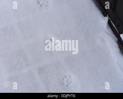 Empreintes de pattes de chat sur une neige blanche près du mur de la maison Banque D'Images