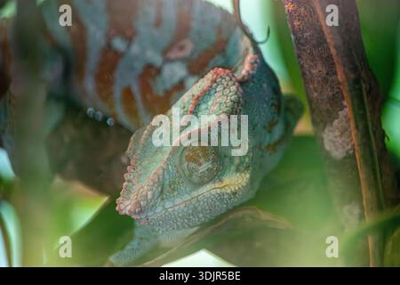 Un caméléon vibrant reposant sur une branche entourée de feuilles vertes à Ukumarí, Pereira, Risaralda, Colombie. Banque D'Images