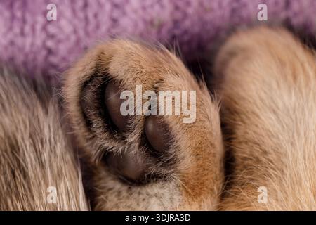 Plan macro de la patte d'un chaton avec des coussinets sombres, reposant contre une couverture tricotée violette avec de la fourrure douce en arrière-plan. Banque D'Images