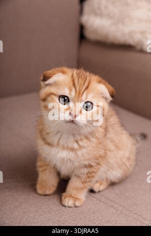 Un adorable chaton rouge tabby Scottish Fold assis sur un canapé beige et regardant directement dans la caméra avec de larges yeux curieux. Banque D'Images
