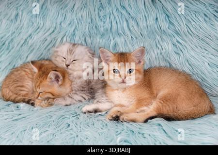 Un groupe de trois chatons gingembre Scottish Fold, gris moelleux, et doré British Shorthair se relaxant ensemble sur un fond de fourrure bleu doux. Banque D'Images